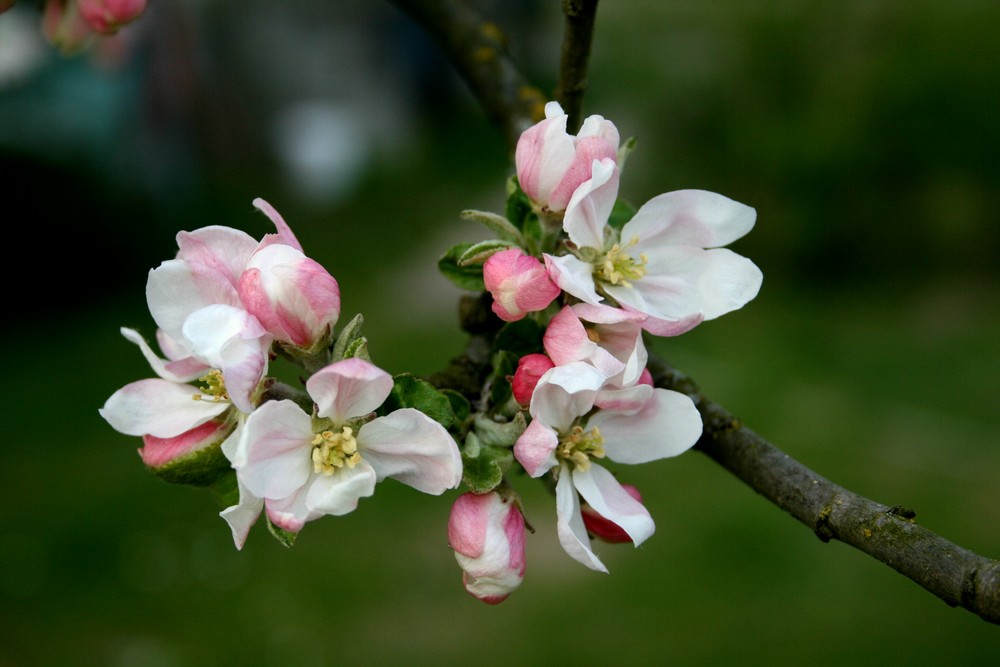 noch mehr Apfelblüten