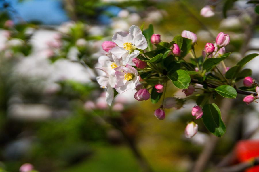 Noch mehr Apfelblüten