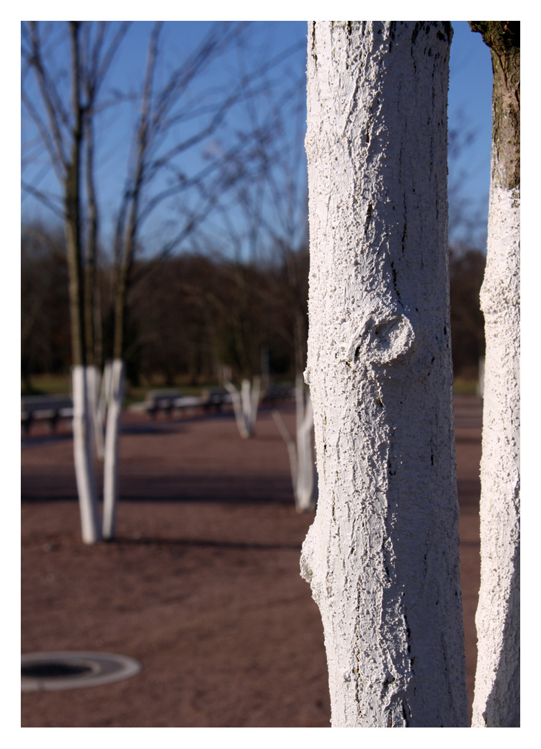 noch mehr Bäume im Park