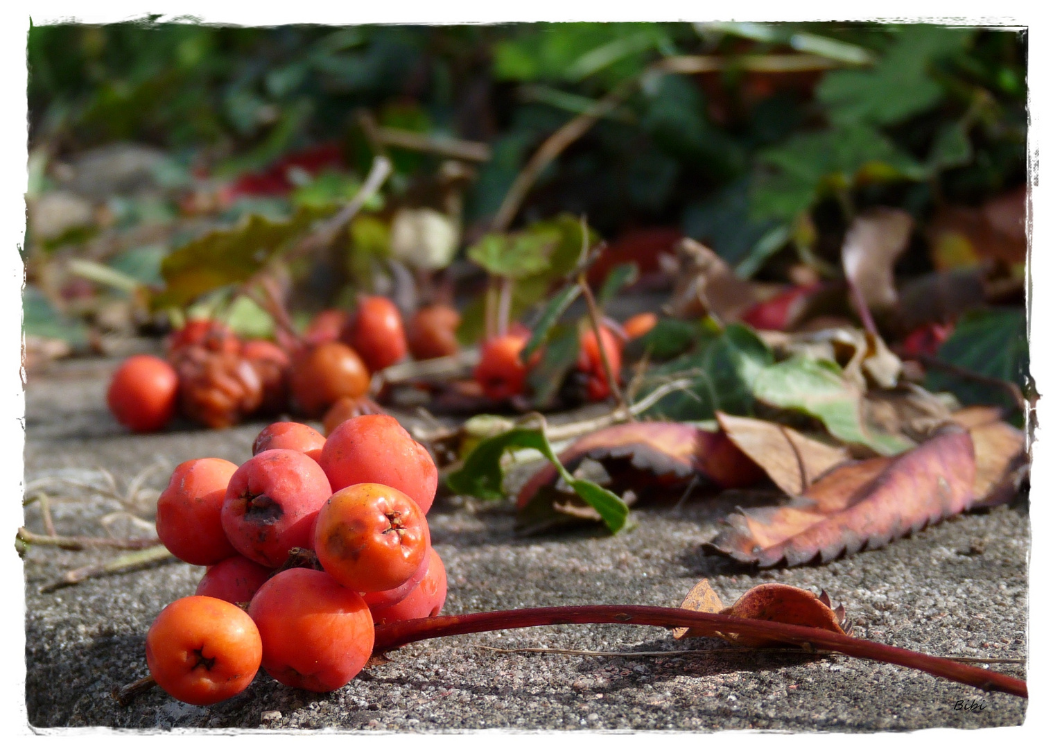 °°°noch mehr Beeren°°°