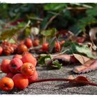 °°°noch mehr Beeren°°°