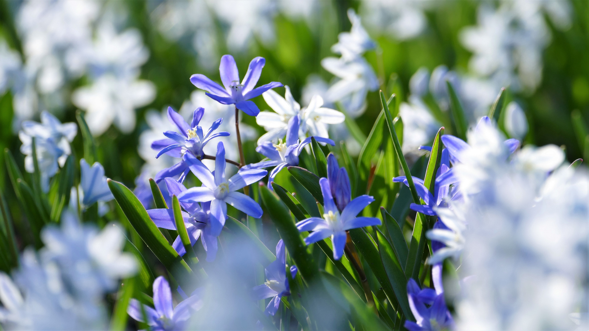 noch mehr Blausterne