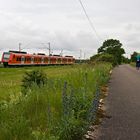 Noch mehr Blümelchen am Wegesrand