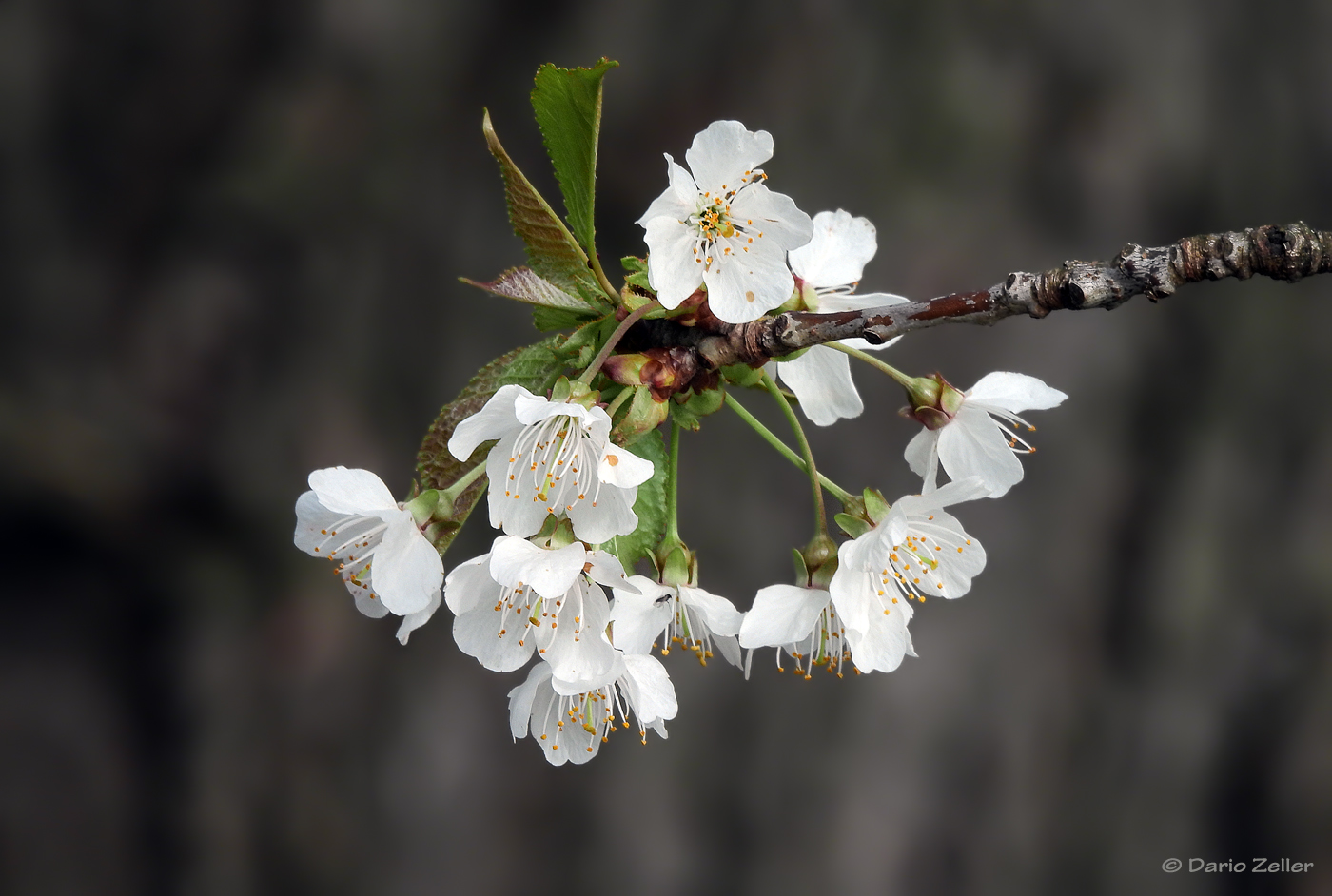 Noch mehr Blüten