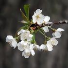 Noch mehr Blüten