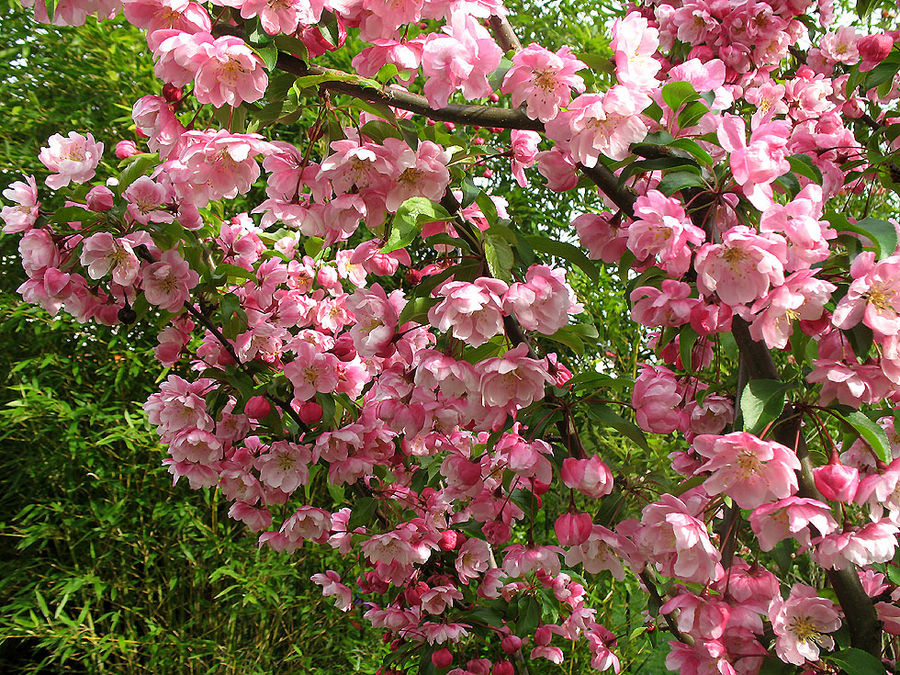 noch mehr Blüten vom Apfelbaum