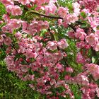 noch mehr Blüten vom Apfelbaum