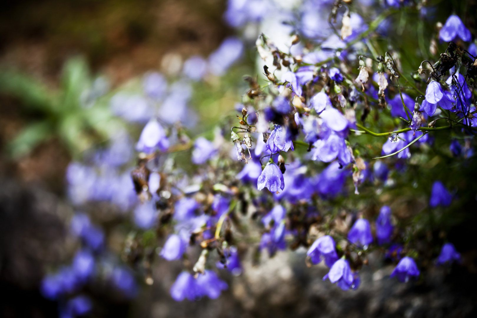 Noch mehr Blumen!