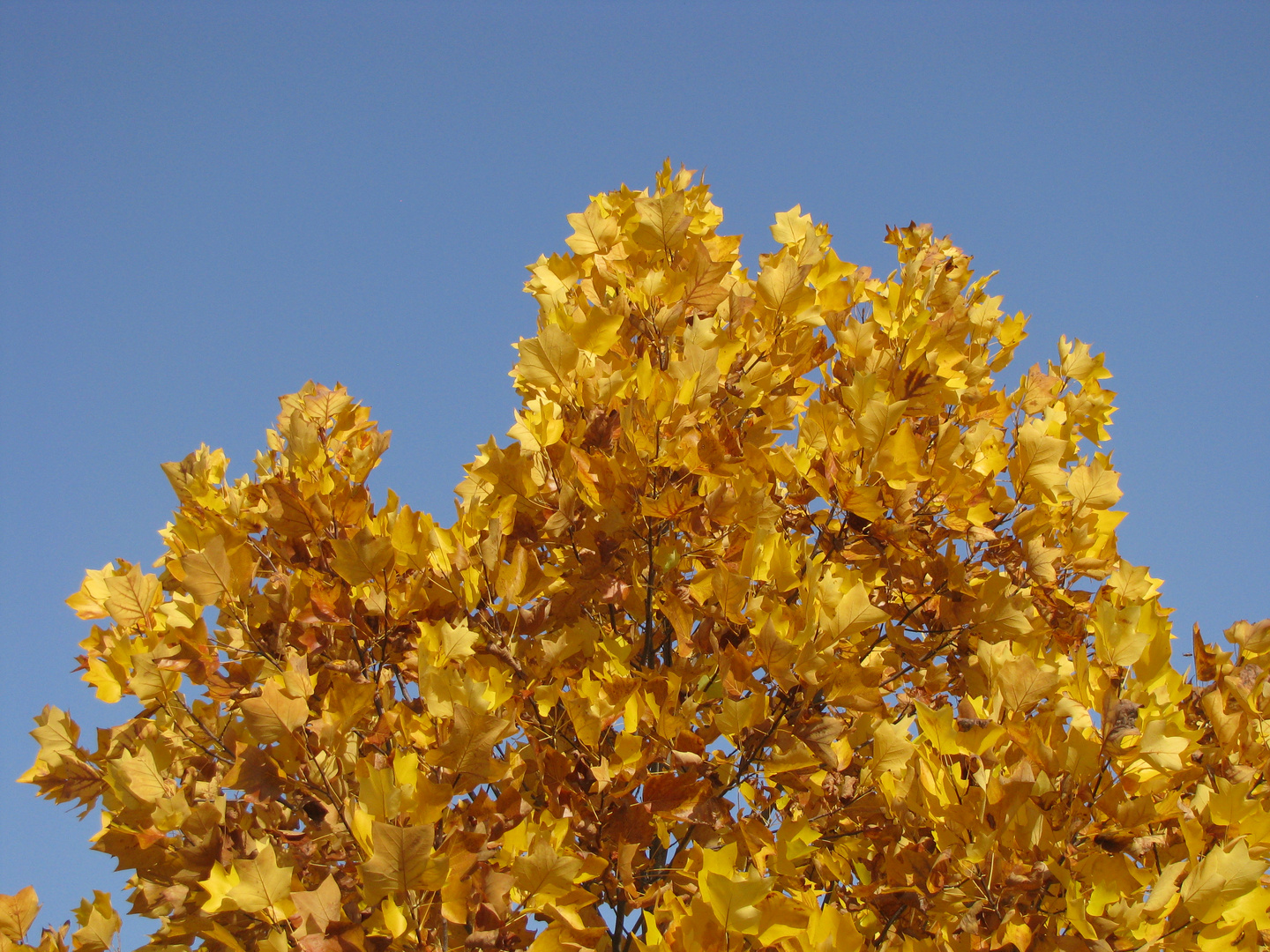 Noch mehr bunter kann der Herbst sein...