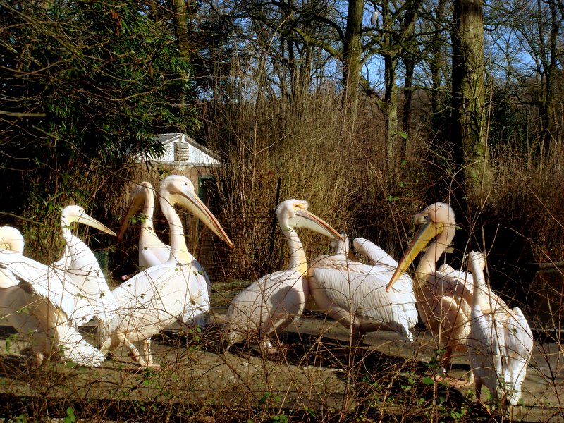 noch mehr Burgers Zoo