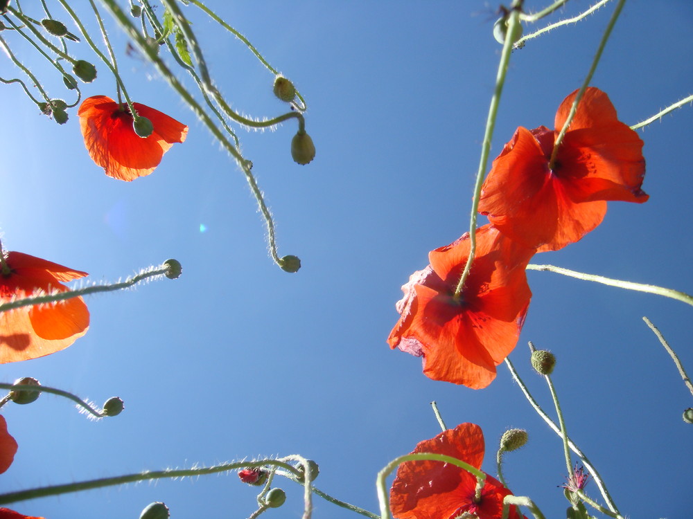 ...noch mehr documenta-Mohn!