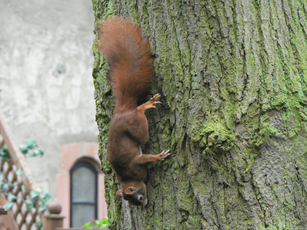 noch mehr Eichhörnchen