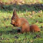 Noch mehr Eichhörnchen 1