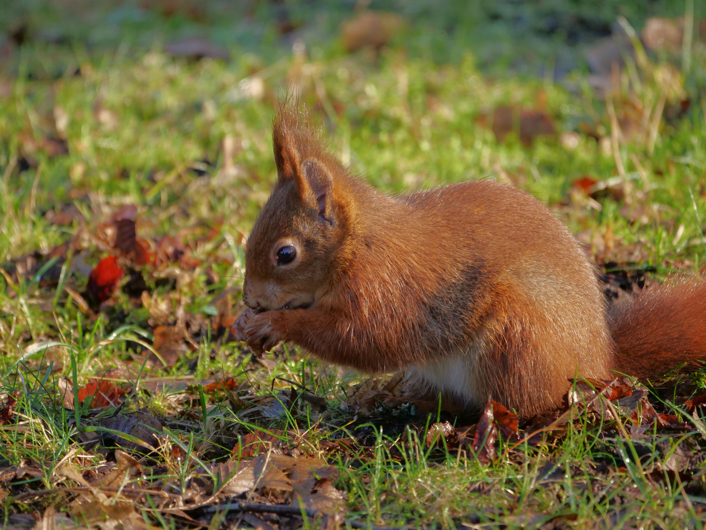 Noch mehr Eichhörnchen 2