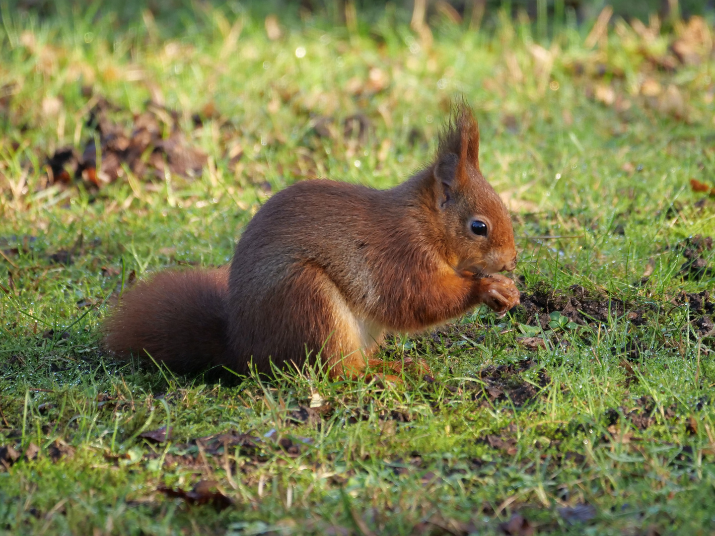 Noch mehr Eichhörnchen 3