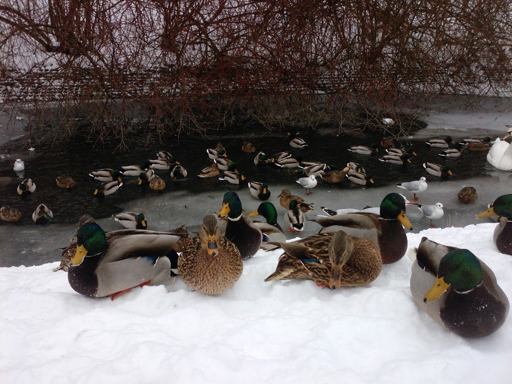 noch mehr Enten