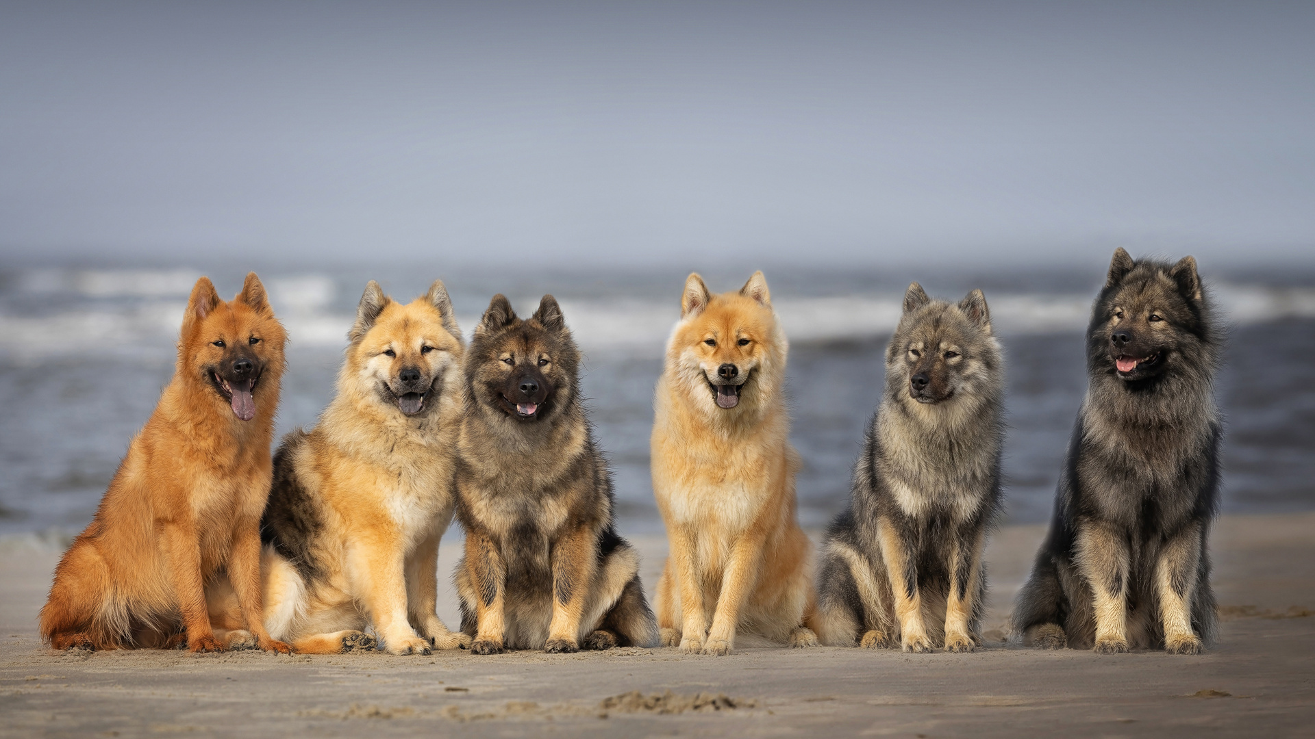 ...noch mehr Eurasier am Meer...