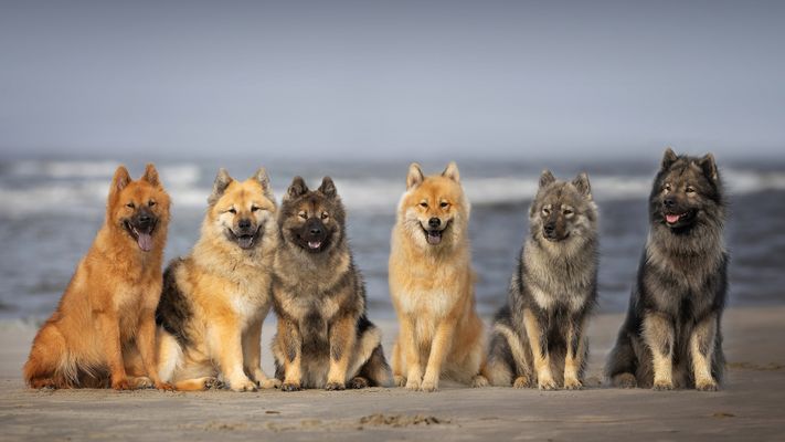 ...noch mehr Eurasier am Meer...
