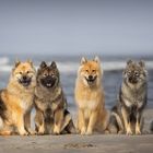 ...noch mehr Eurasier am Meer...