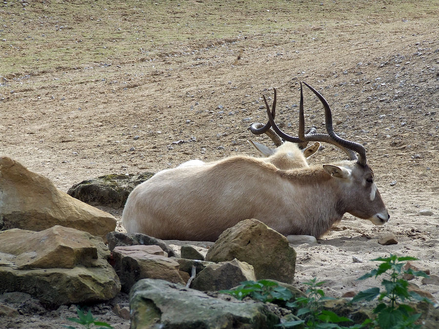 Noch mehr Faullenzerei im Zoo Hannover... ;)