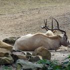 Noch mehr Faullenzerei im Zoo Hannover... ;)