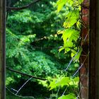 noch mehr Fenster in Beelitz...