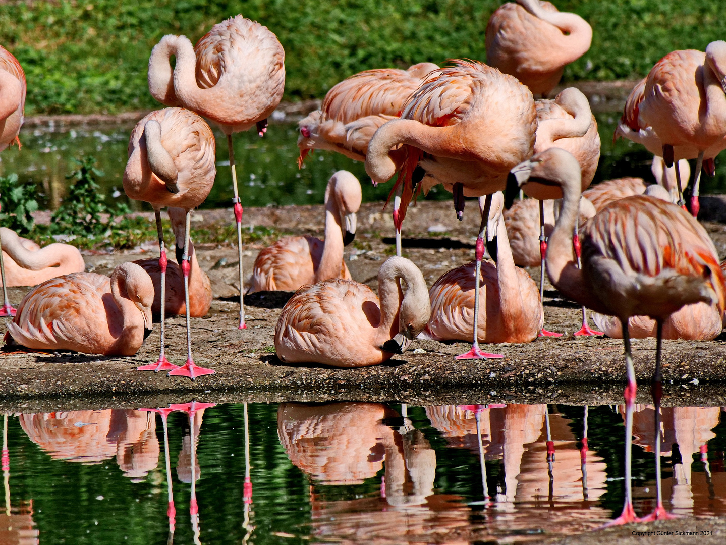 Noch mehr Flamingos