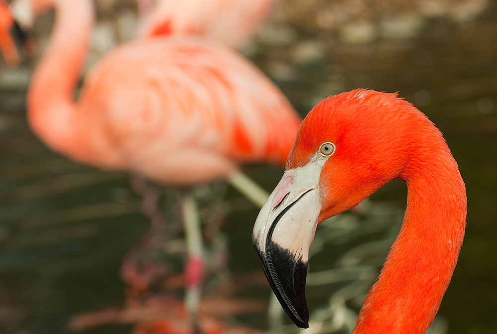 noch mehr Flamingos