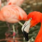 noch mehr Flamingos