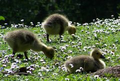 noch mehr Flauschbälchen