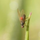 noch mehr Fliegen  V.