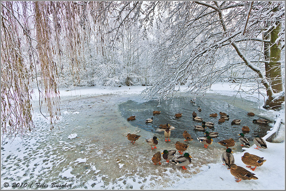 Noch mehr Frost und die Enten frieren ein.