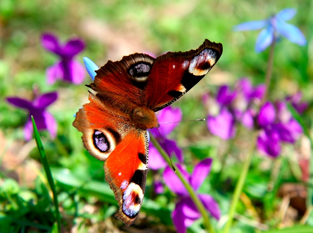 noch mehr Frühling