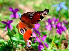 noch mehr Frühling