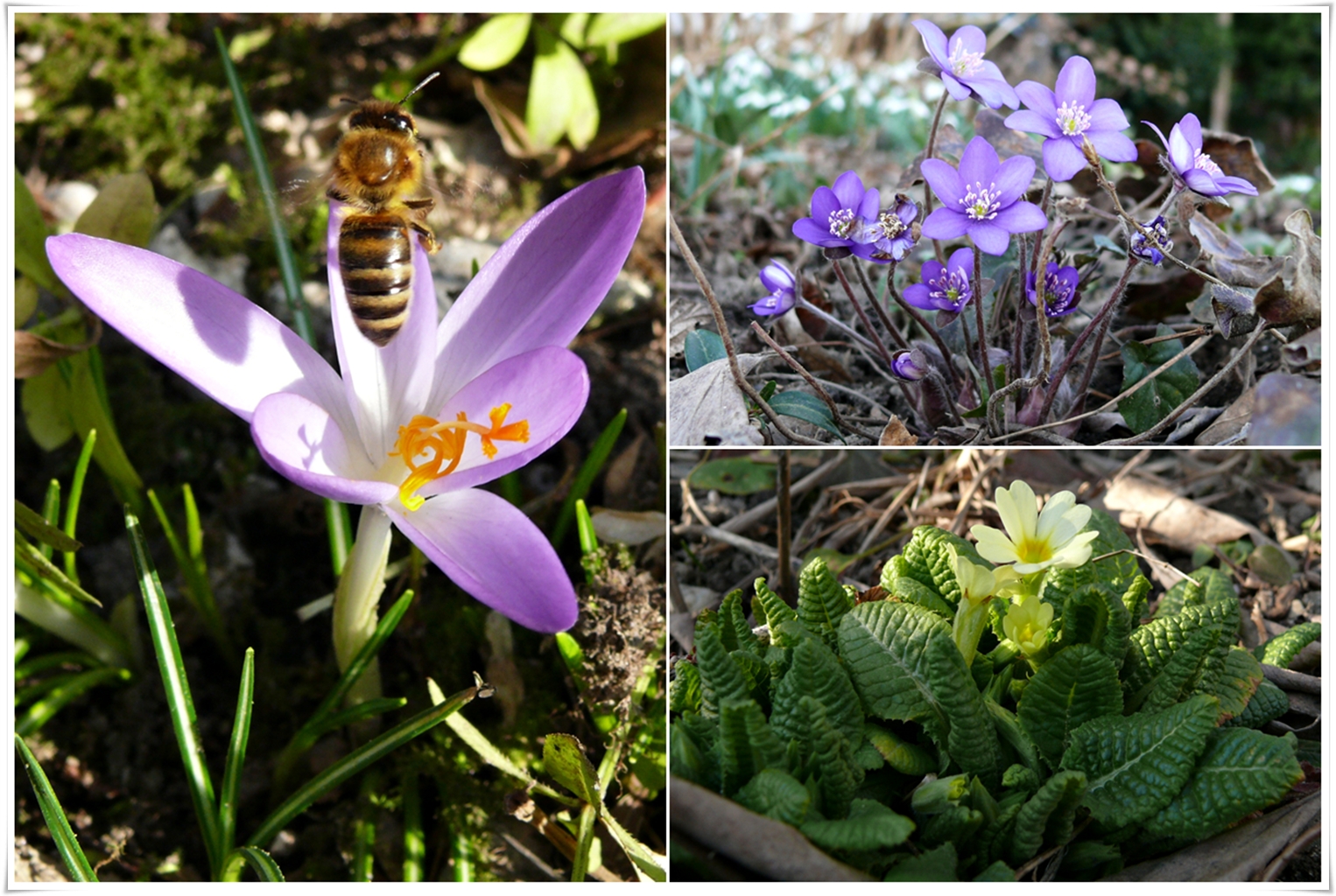 Noch mehr Frühling...