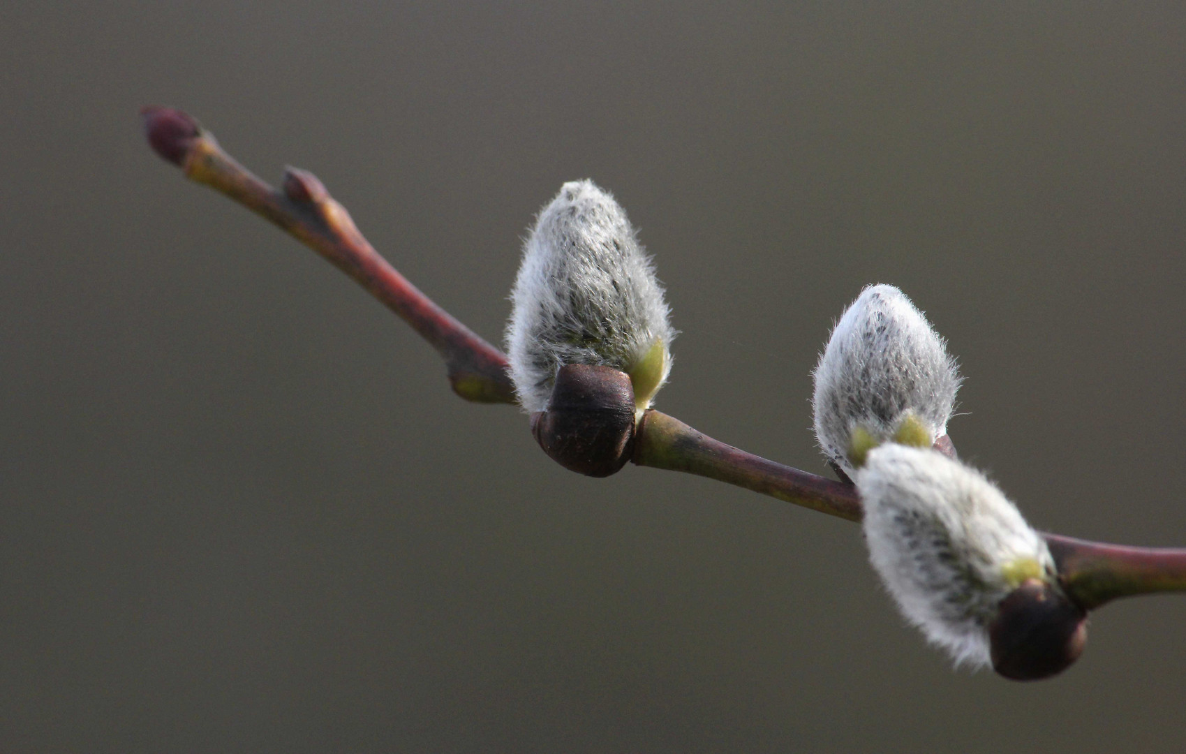 ...noch mehr Frühling