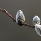 ...noch mehr Frühling