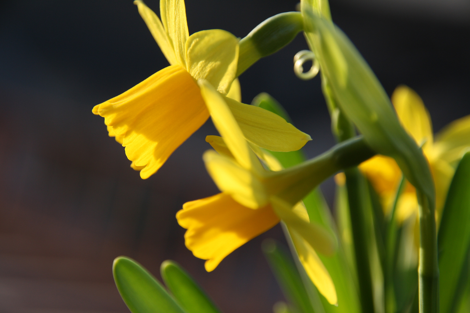 noch mehr Frühling...