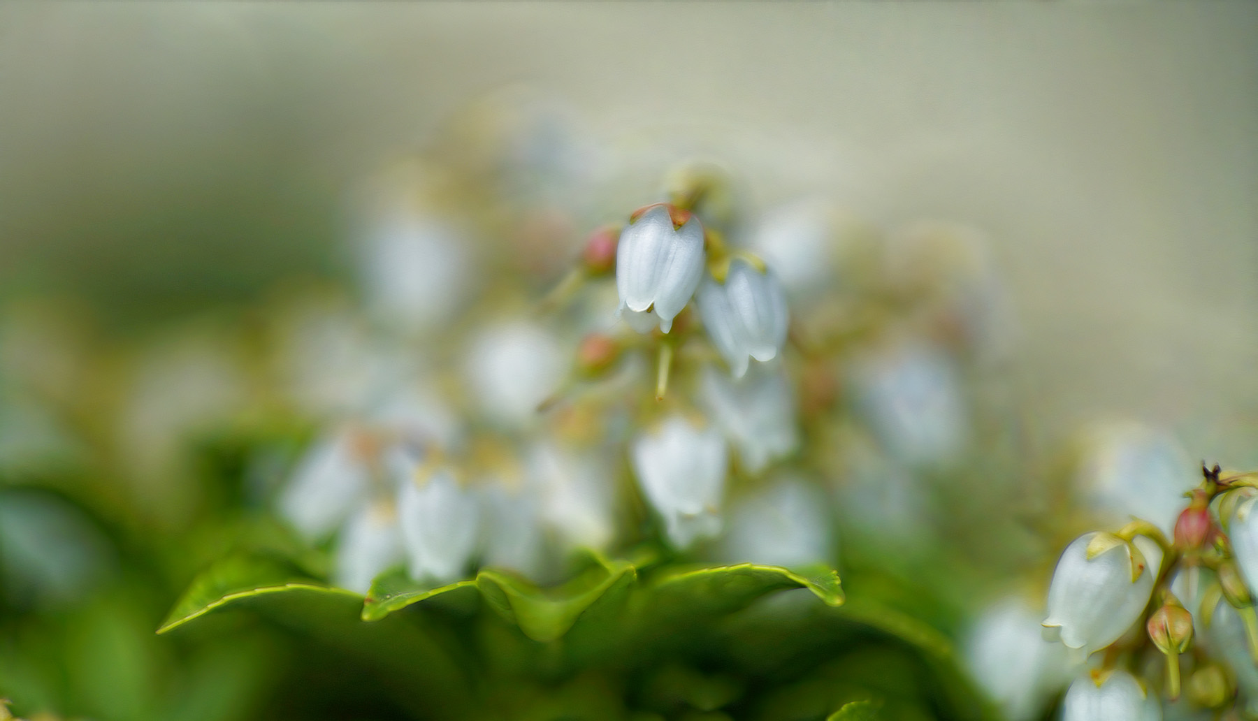 noch mehr frühling ...