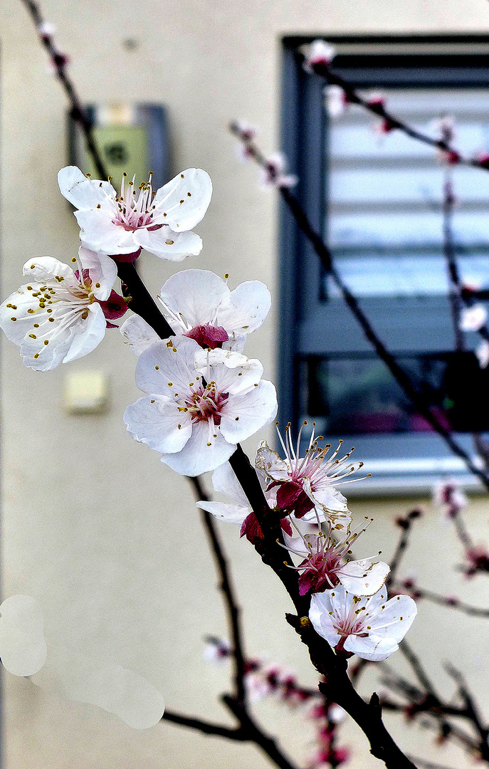 Noch mehr Frühlingsboten