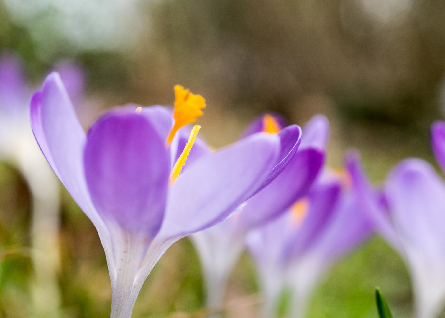 Noch mehr Frühlingsboten