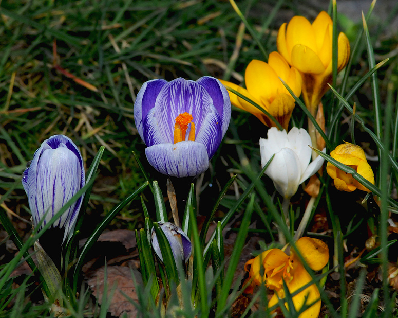 Noch mehr Frühlingsboten