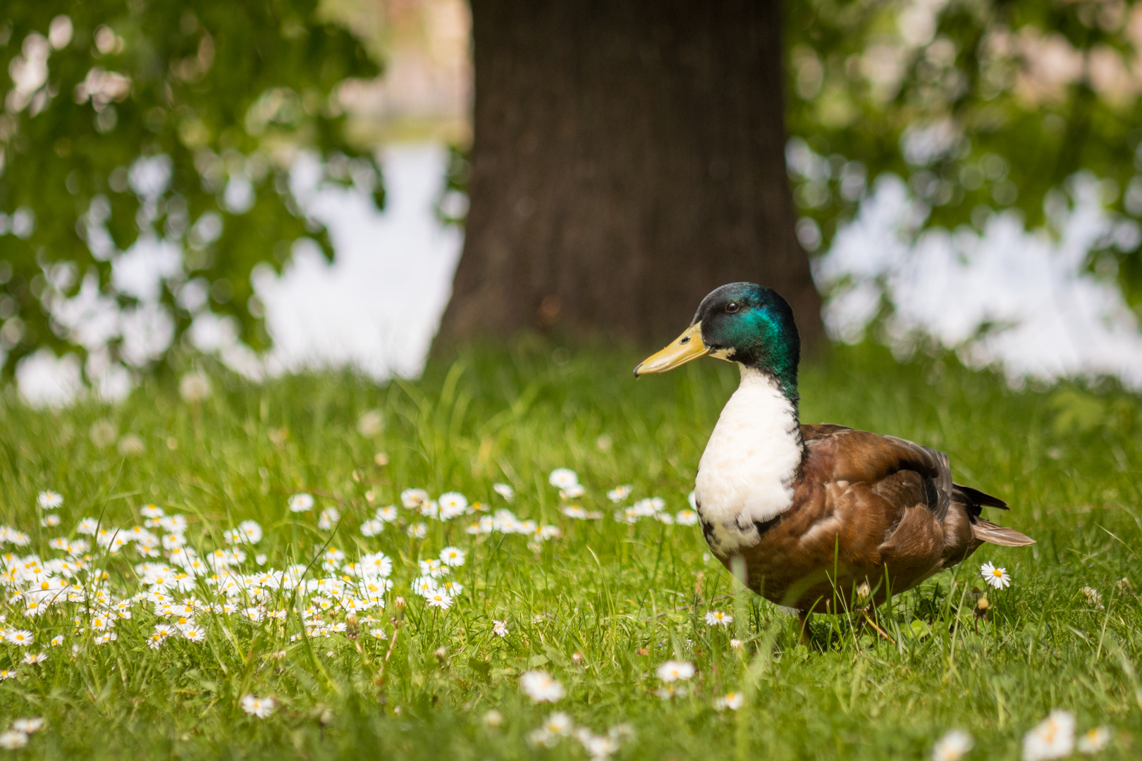 Noch mehr Gänseblümchen..