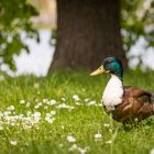 Noch mehr Gänseblümchen..