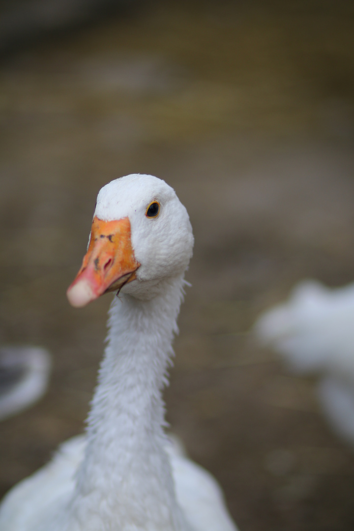 Noch mehr Gans