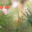 noch mehr Gartengewurstel ;)