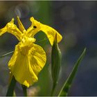 noch mehr gelb im Garten