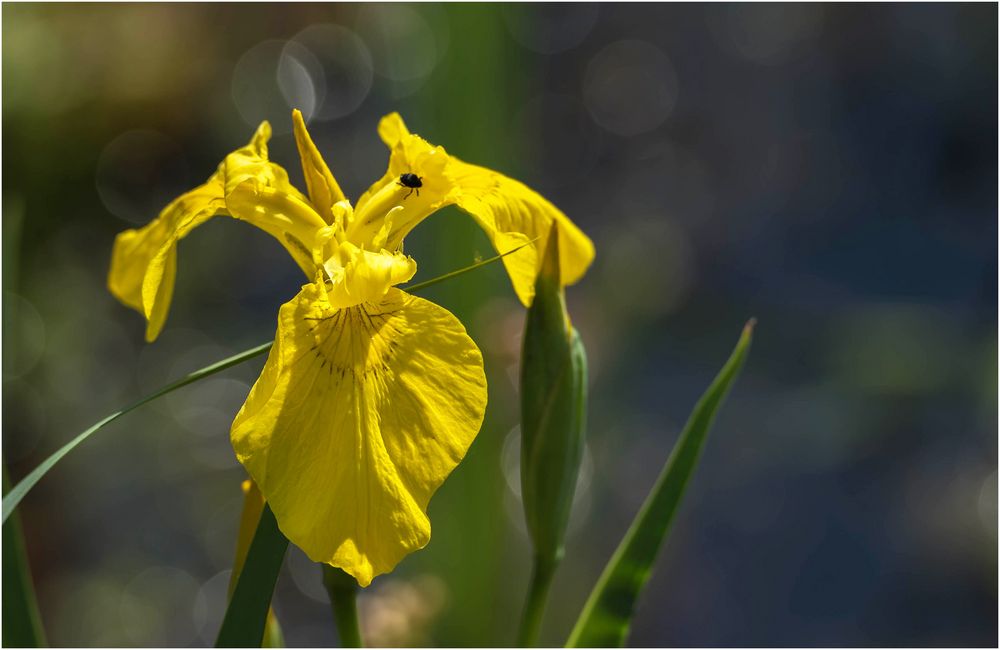 noch mehr gelb im Garten