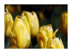noch mehr gelbe Tulpen