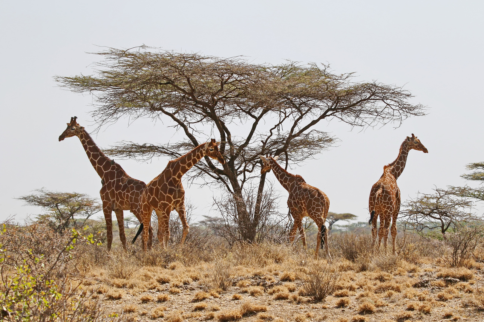 noch mehr Giraffen + Filmchen